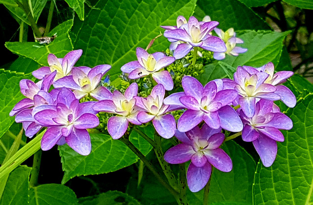 ٹ̱_20170620_143226.jpg